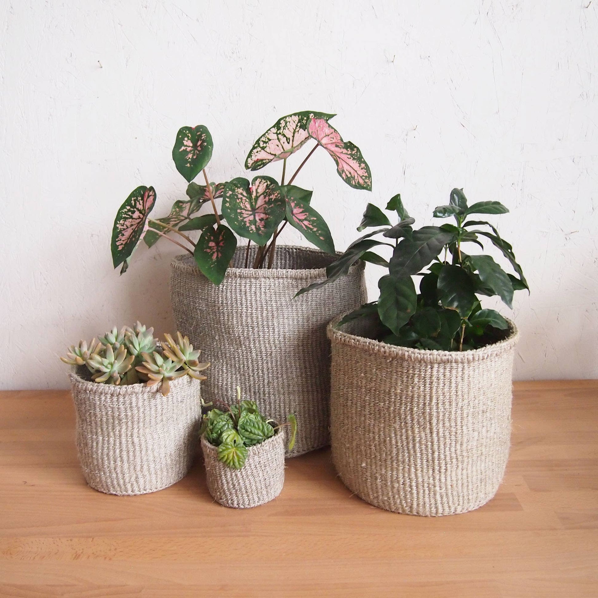 Storage Plant Basket: Cliffs: Small