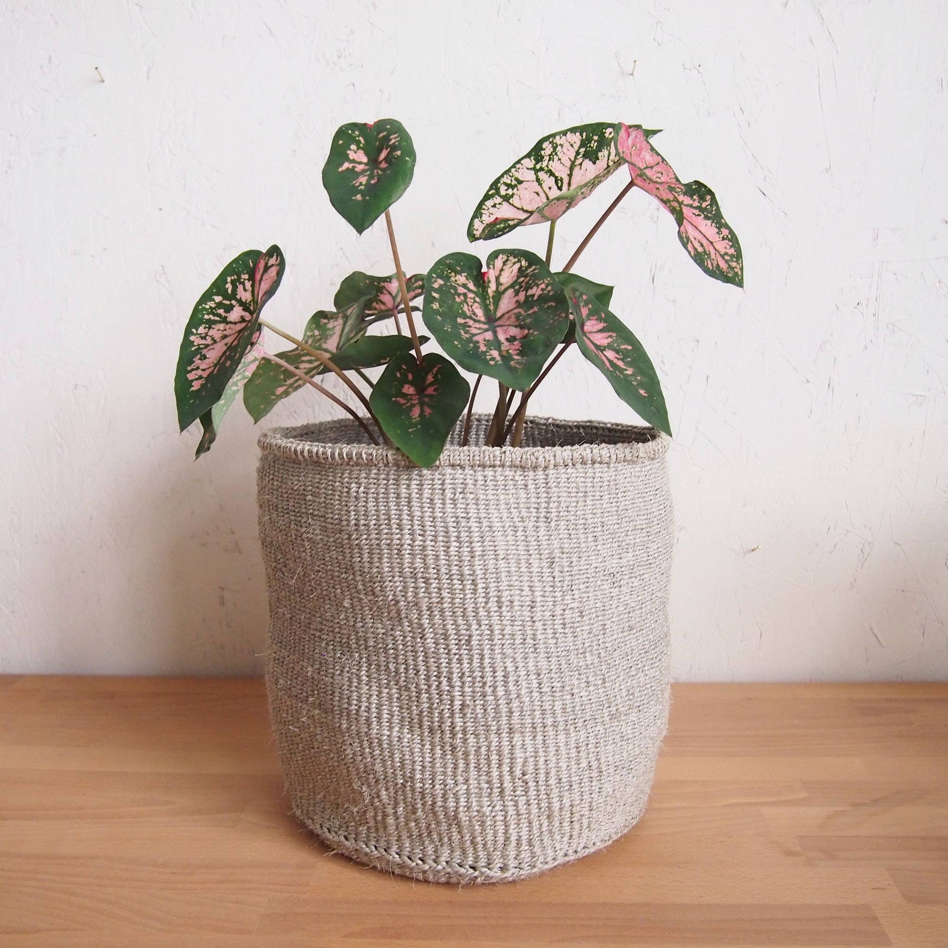 Storage Plant Basket: Cliffs: Small