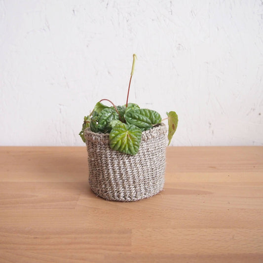Storage Plant Basket: Cliffs: XXS