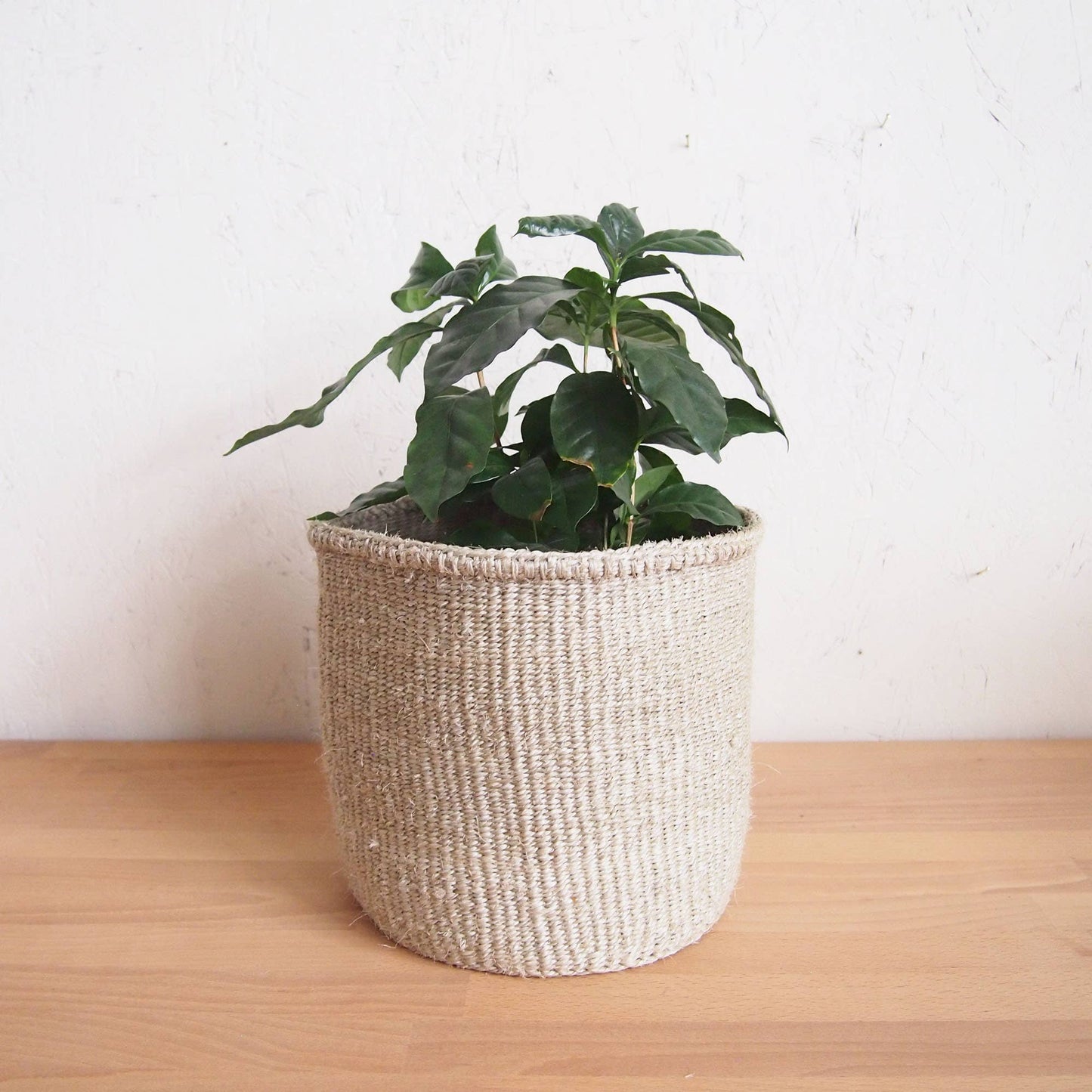 Storage Plant Basket: Cliffs: Small