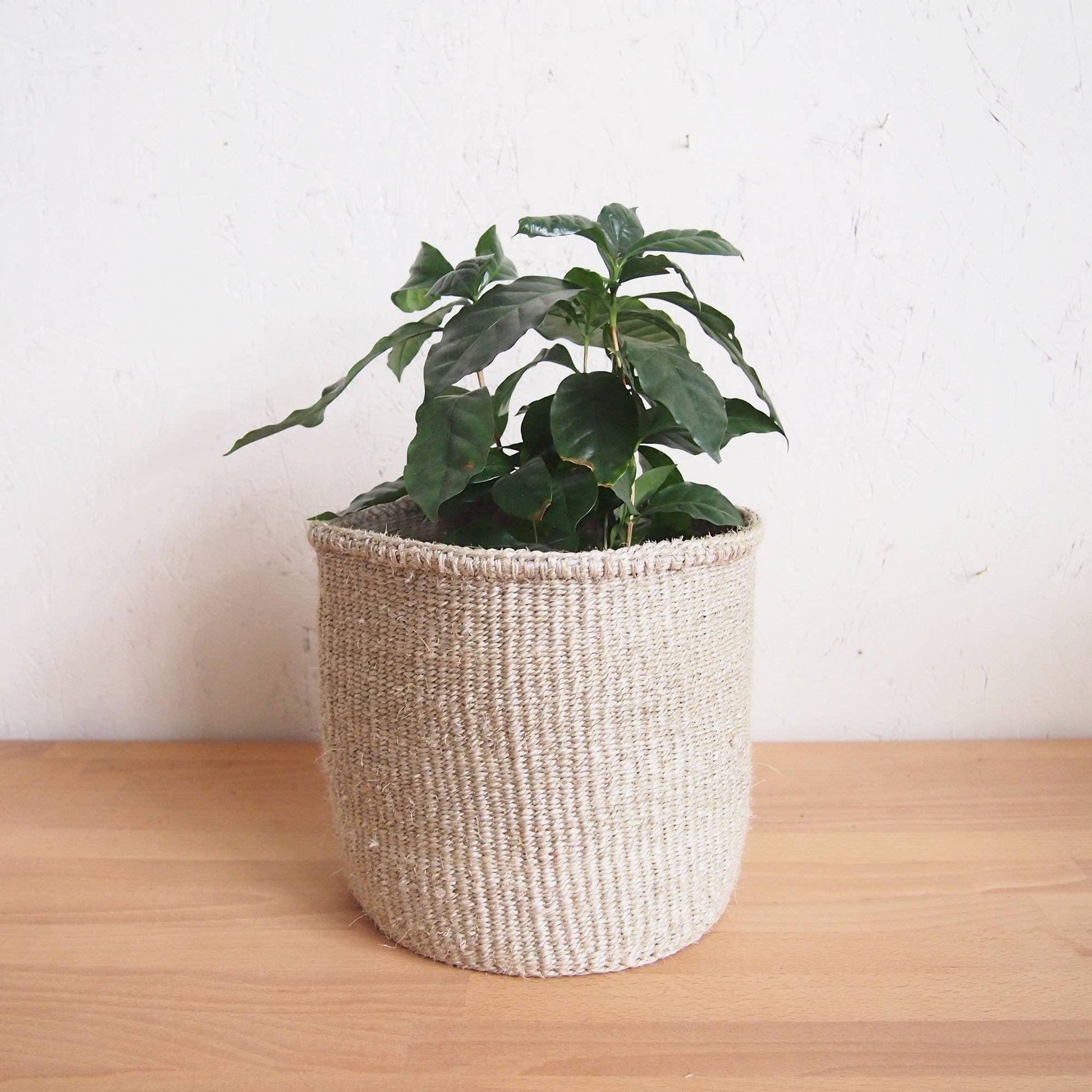 Storage Plant Basket: Cliffs: Small