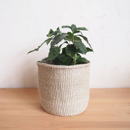 Storage Plant Basket: Cliffs: XXS